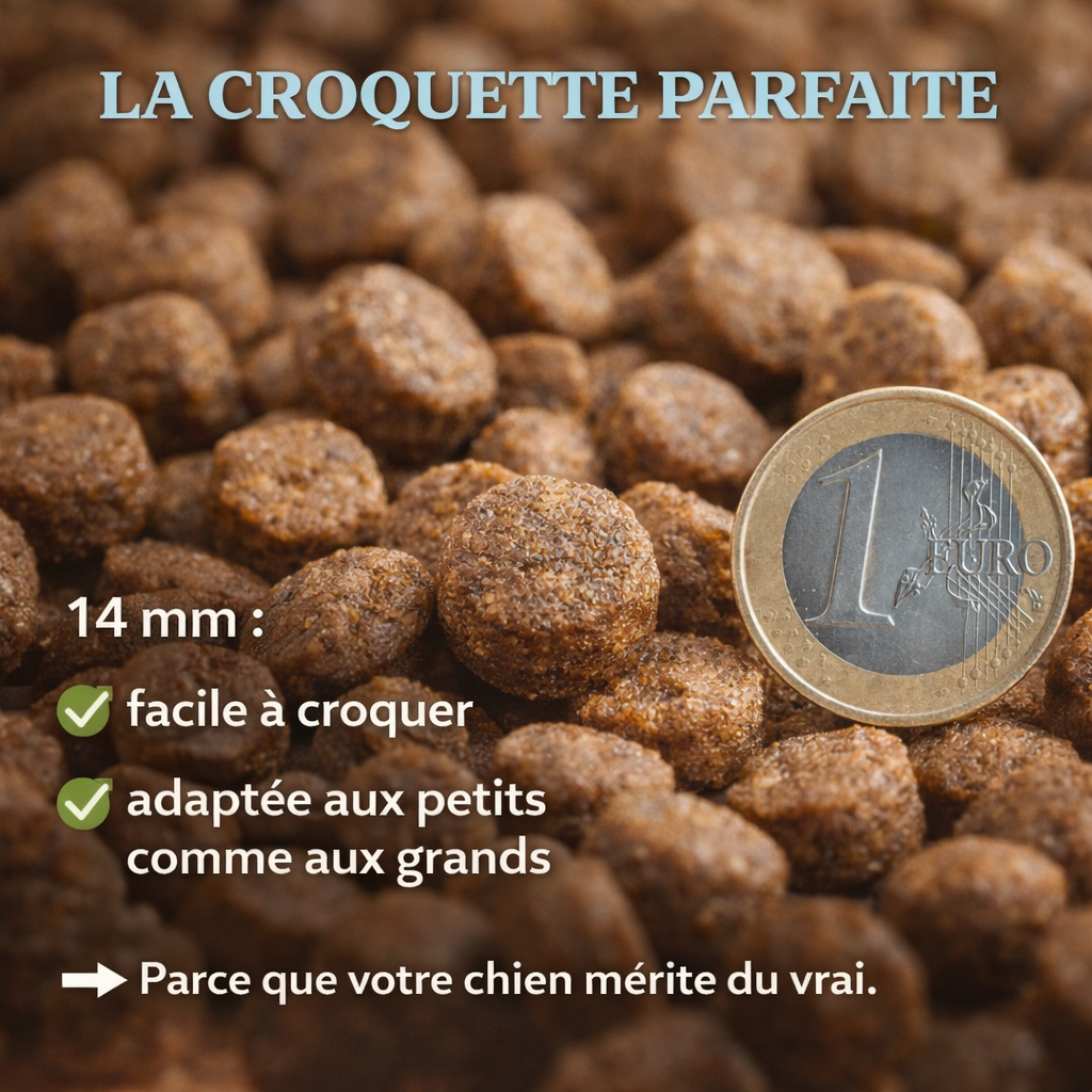 Croquettes chiens