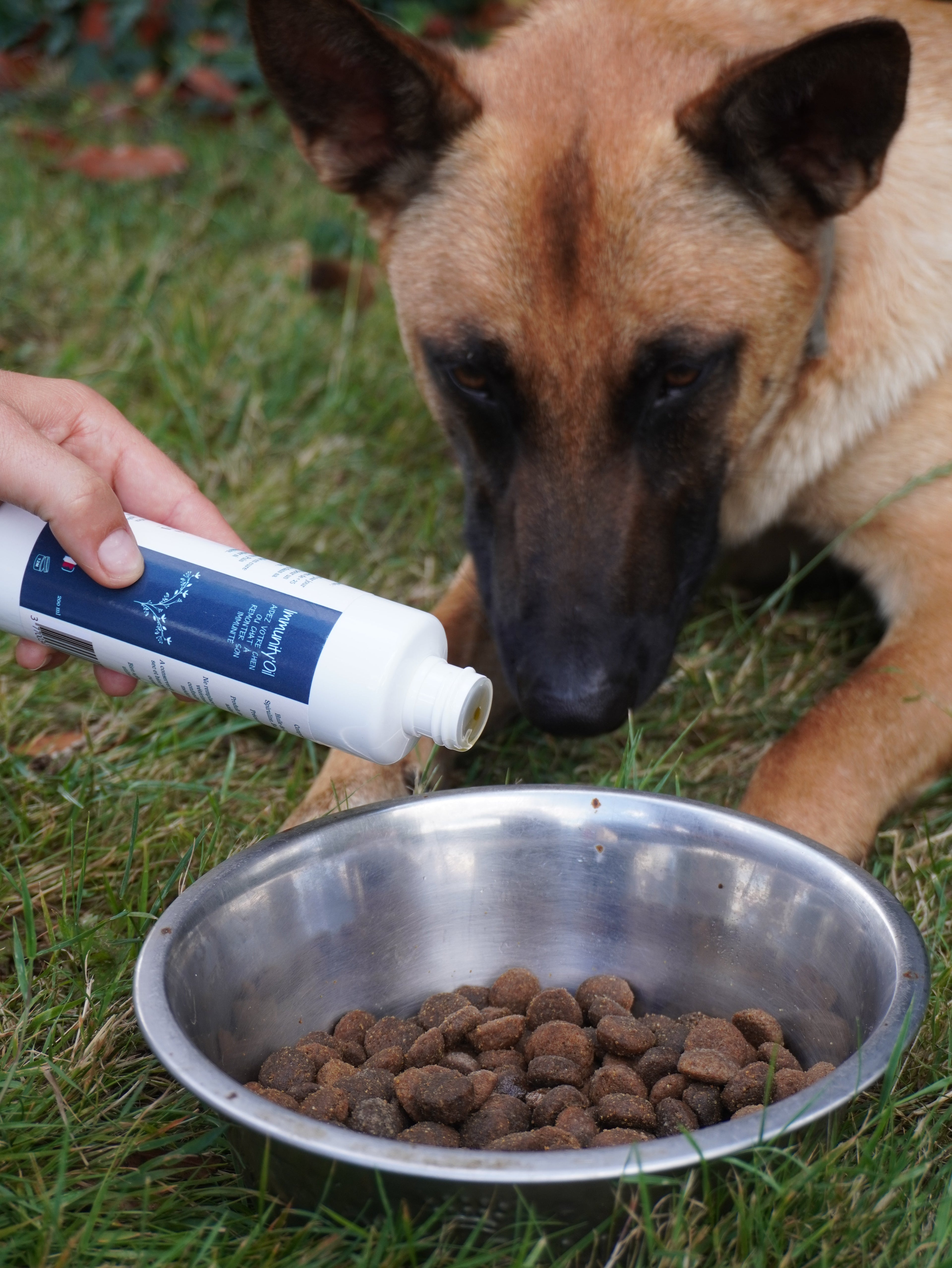Chien observant une main versant Immunity'Oil aux huiles naturelles de spiruline, bardane et ortie sur des croquettes. Soutien immunitaire naturel pour chiens.