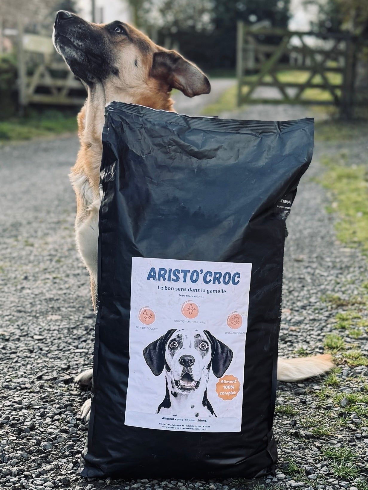 Sac de croquettes au poulet Aristo'Croc pour chiens sensibles, 12kg, posé devant un chien adulte en extérieur. Idéal pour digestion et peau.
